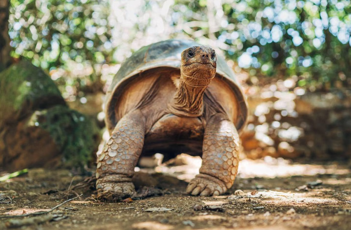 Discovering Mauritius | A Tropical Getaway